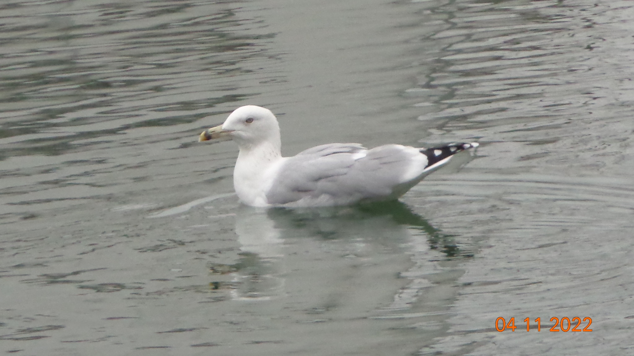 herring gull - My, Pond, Birds