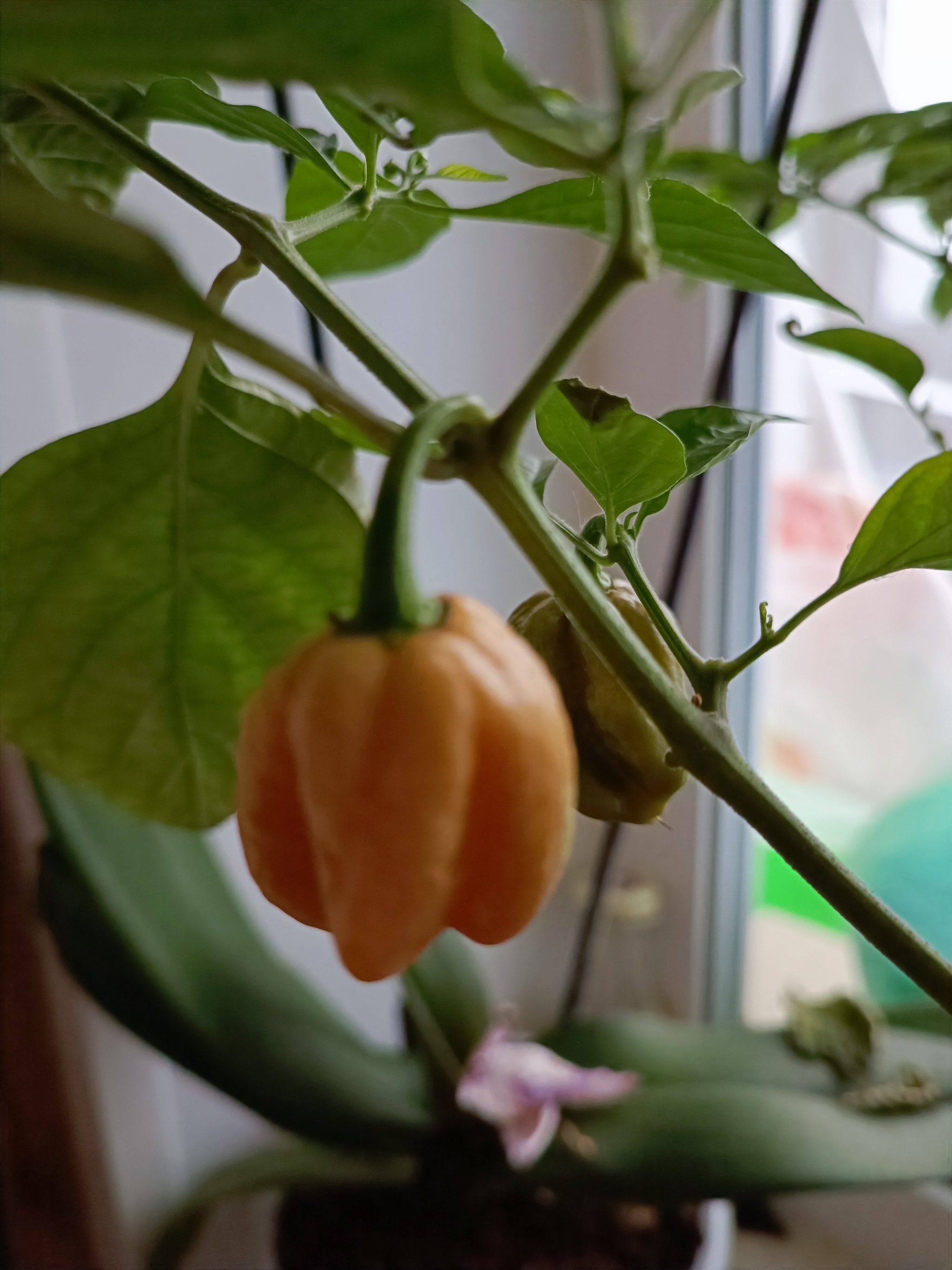 What are the peppers? - My, Pepper, Hot peppers, Trinidad Scorpion, Longpost