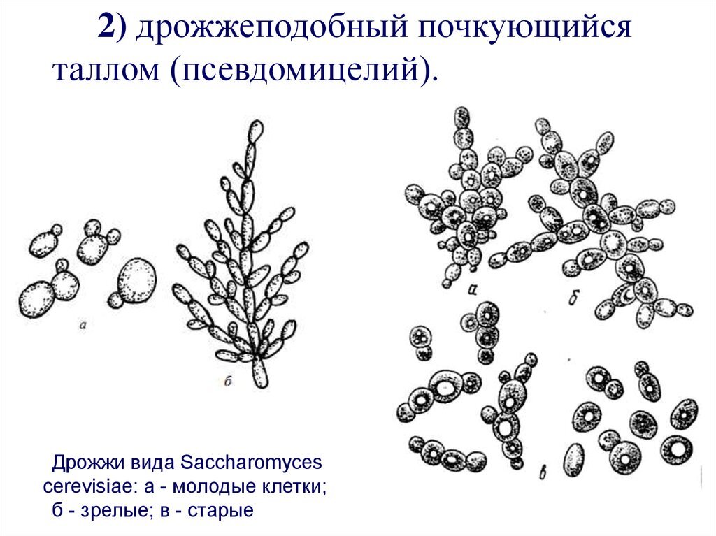 Дрожжи - удивительные организмы, которые отказались от единства ради выживания - Моё, Биология, Наука, Исследования, Научпоп, Длиннопост, YouTube