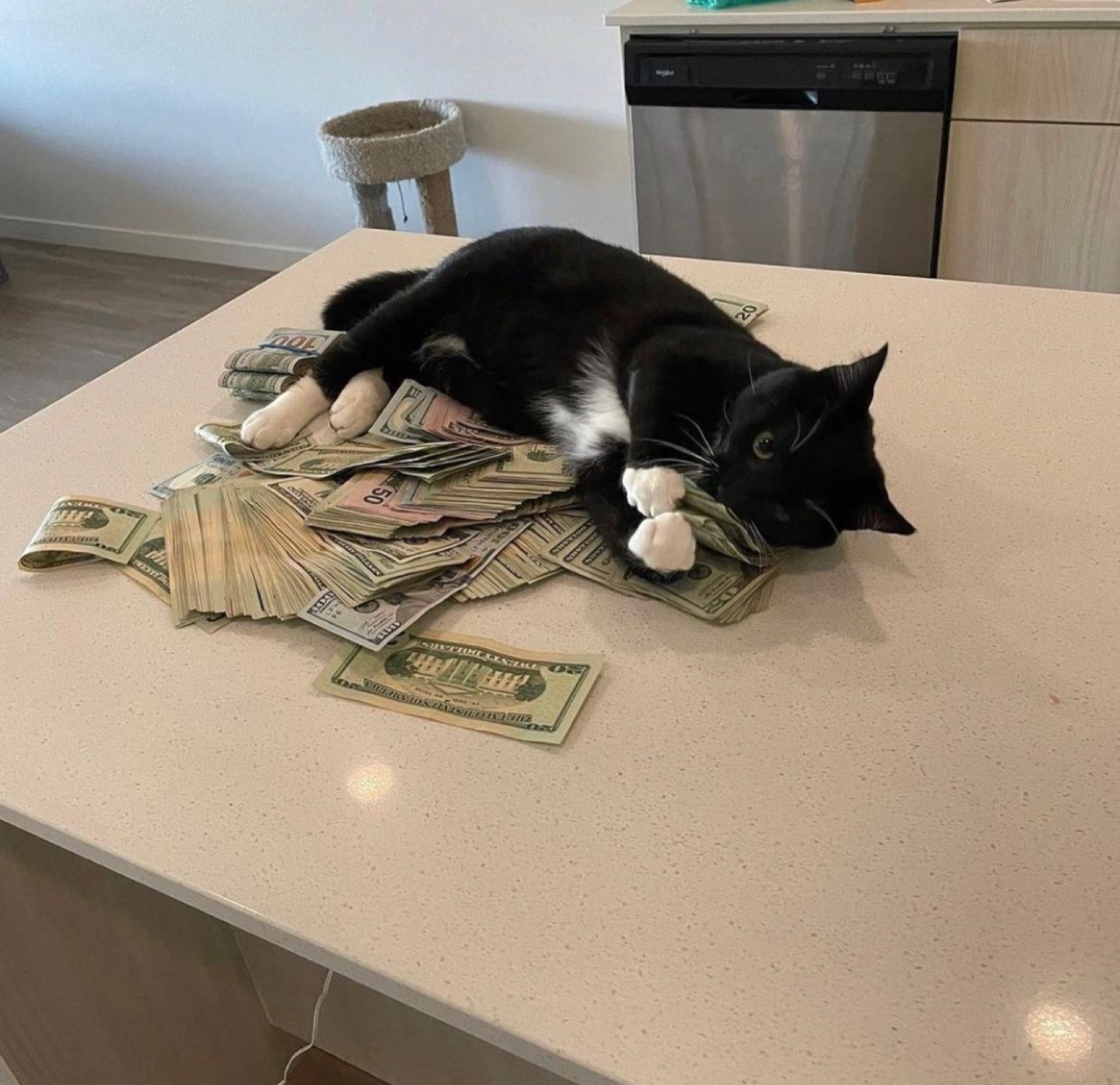 If I had a cat... - Animals, cat, Money