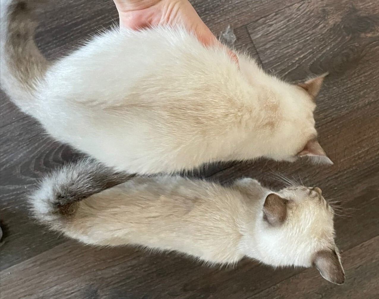 Thor and Loki - a happy story of twin cats (our experience in the treatment of feline viral peritonitis FIP) - My, cat, Kittens, Paws, Veterinary, Animal Rescue, Helping animals, Happy End, No rating, Longpost