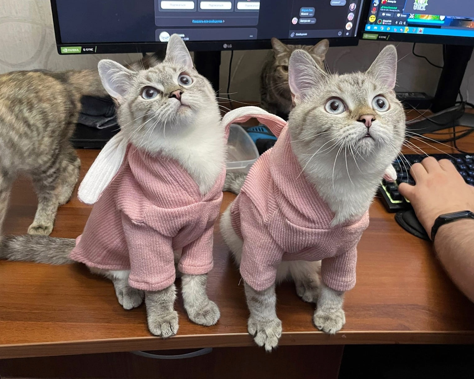 Thor and Loki - a happy story of twin cats (our experience in the treatment of feline viral peritonitis FIP) - My, cat, Kittens, Paws, Veterinary, Animal Rescue, Helping animals, Happy End, No rating, Longpost