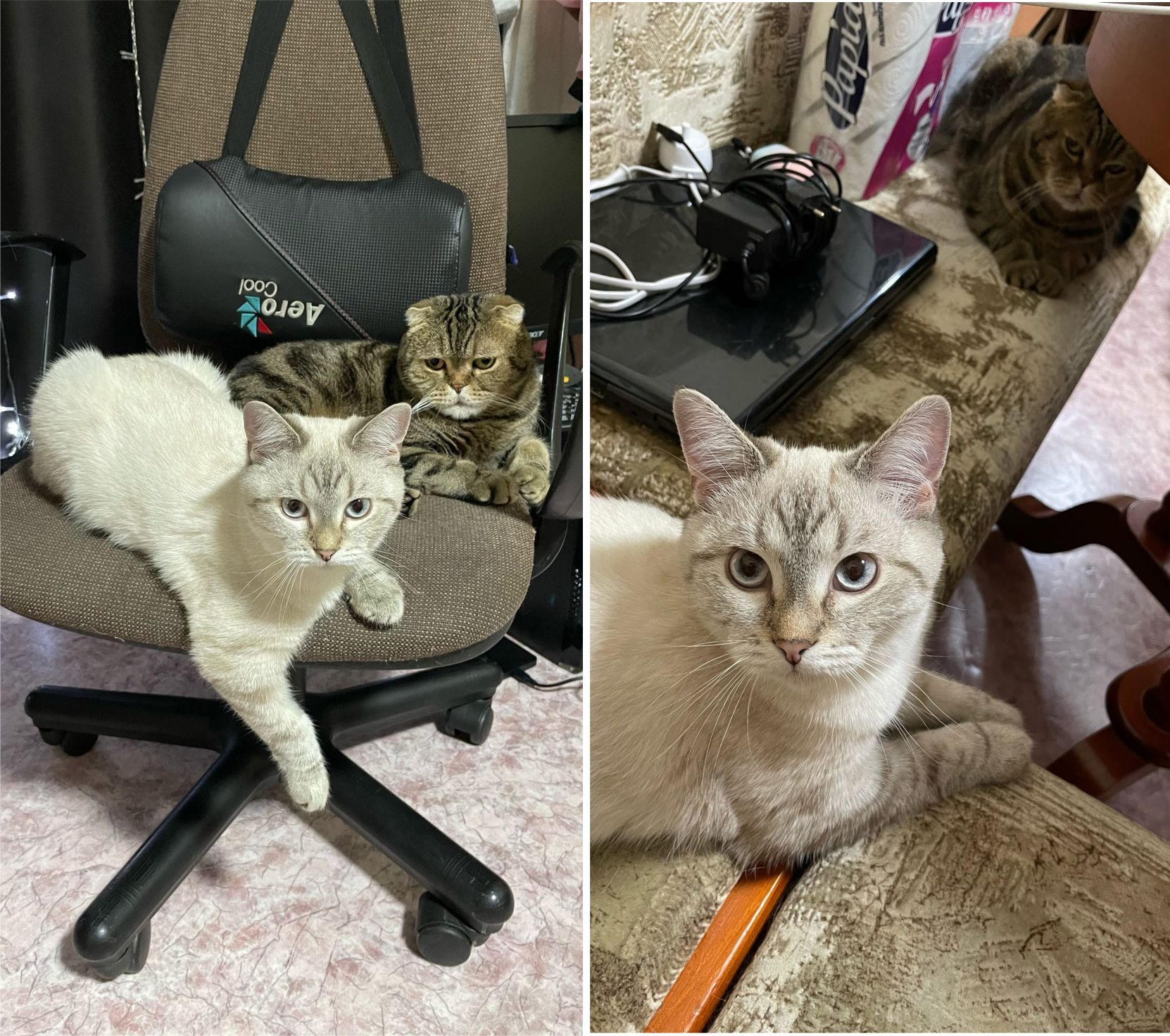 Thor and Loki - a happy story of twin cats (our experience in the treatment of feline viral peritonitis FIP) - My, cat, Kittens, Paws, Veterinary, Animal Rescue, Helping animals, Happy End, No rating, Longpost