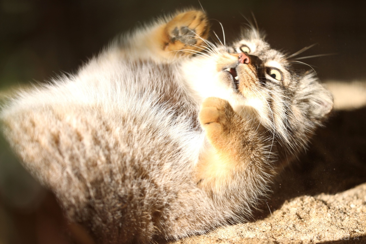 Pamagity!!!! - Pallas' cat, Pet the cat, Cat family, Small cats