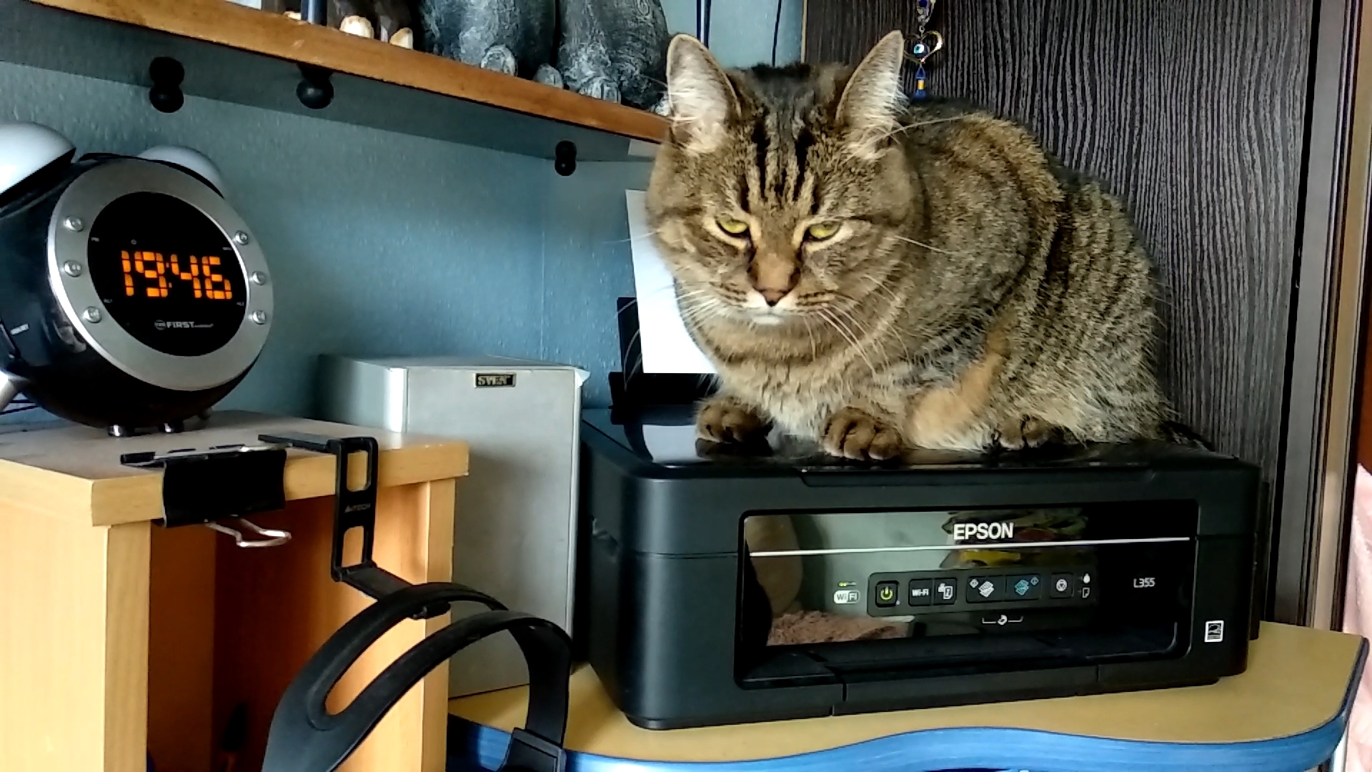 Who are those people who put minuses to cats??? - My, cat, Milota, Pets, a printer, Resentment, How could you