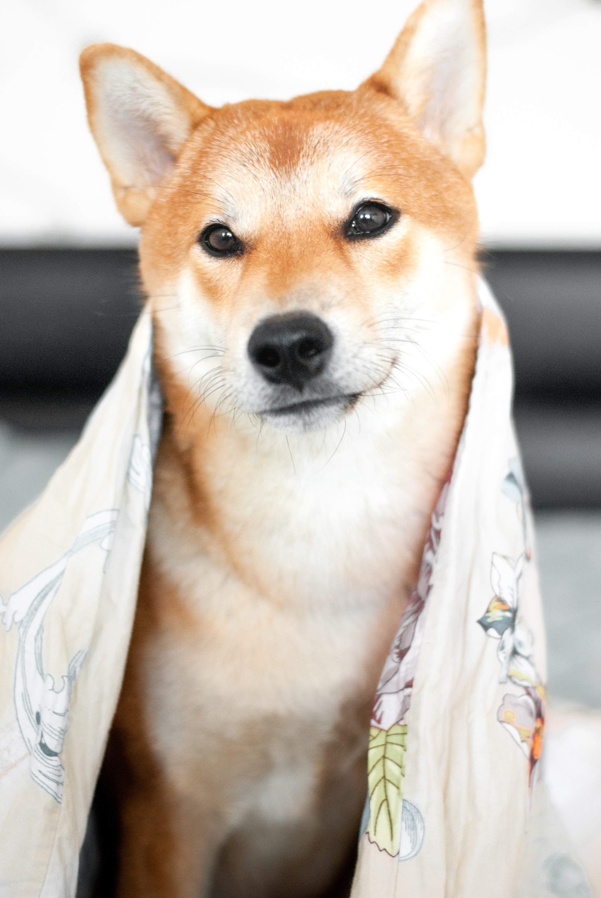 Thanks Pandemic - My, Shiba Inu, Dog, Best friend, Longpost