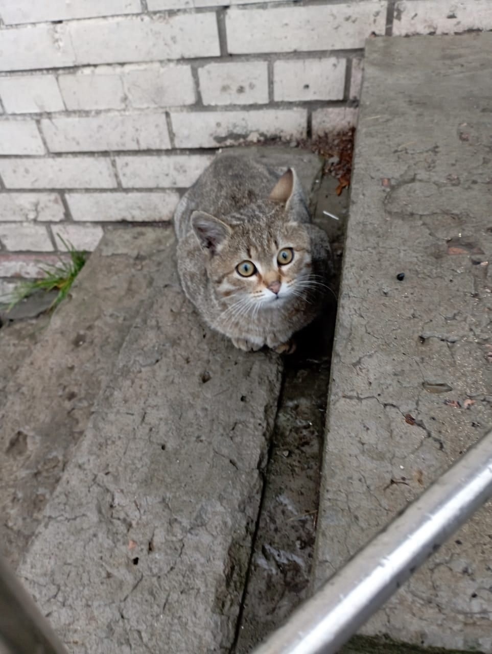 Kolpino. The short-legged cat really needs a home. Affectionate, up to a year - My, Treatment, cat, Volunteering, Homeless animals, In good hands, Animal Rescue, No rating, Saint Petersburg, Dacha, Vertical video, Longpost, Video, Kolpino, Video VK