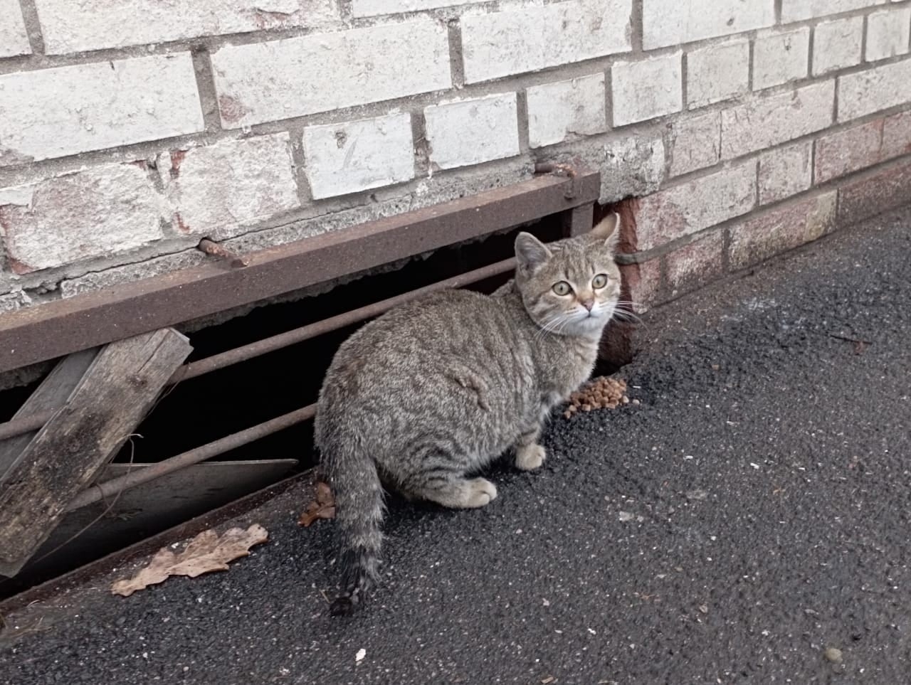 Kolpino. The short-legged cat really needs a home. Affectionate, up to a year - My, Treatment, cat, Volunteering, Homeless animals, In good hands, Animal Rescue, No rating, Saint Petersburg, Dacha, Vertical video, Longpost, Video, Kolpino, Video VK