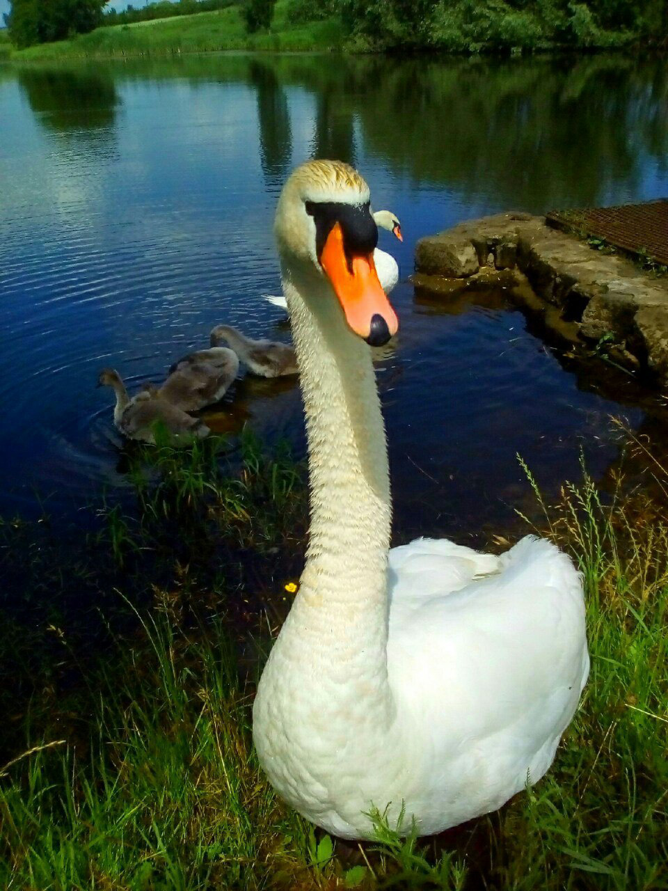 swans family - My, Images, Milota