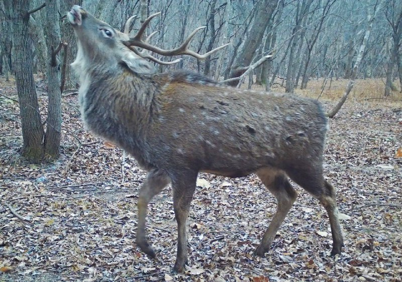 Adult male sika deer - Spotted deer, Male, beauty, The photo, Land of the Leopard, Primorsky Krai, Wild animals, Ungulates, Artiodactyls, Deer, wildlife