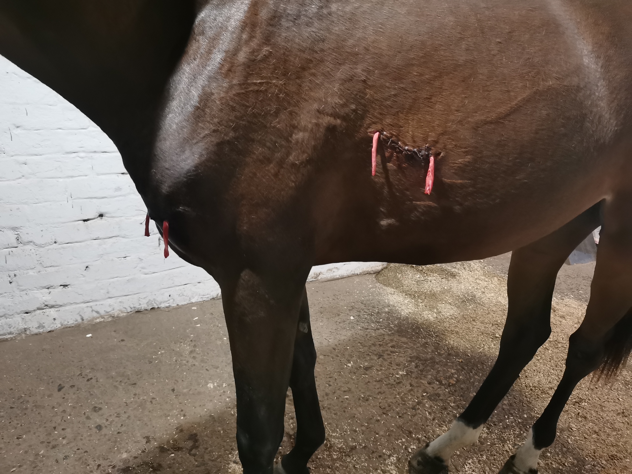 Our first injury - My, Horses, Trakehner Horse, Look at my horse, Animals, Pets, Equine, Horse owner