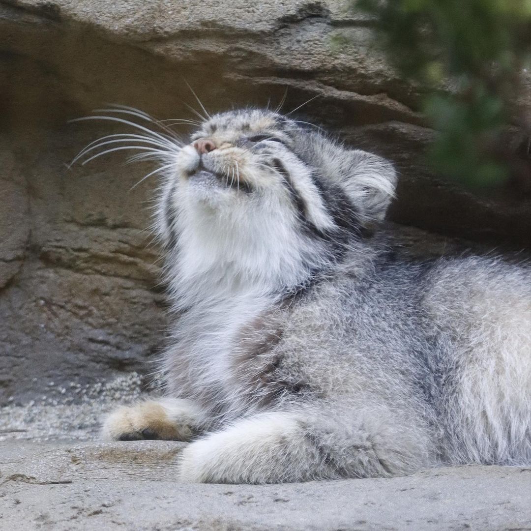 Continuation of the post Sensation! Christmas Miracle! Manulas are more smiling than quokkas!” - Pallas' cat, Pet the cat, Small cats, Cat family, Wild animals, The photo, Vote, Longpost, Repeat, Reply to post