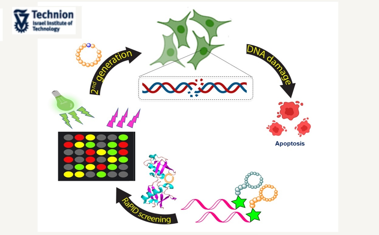 Technion researchers discover unique peptides with anti-cancer potential - Scientists, Research, Israel, Nobel Prize, Chemistry, Technion, Longpost