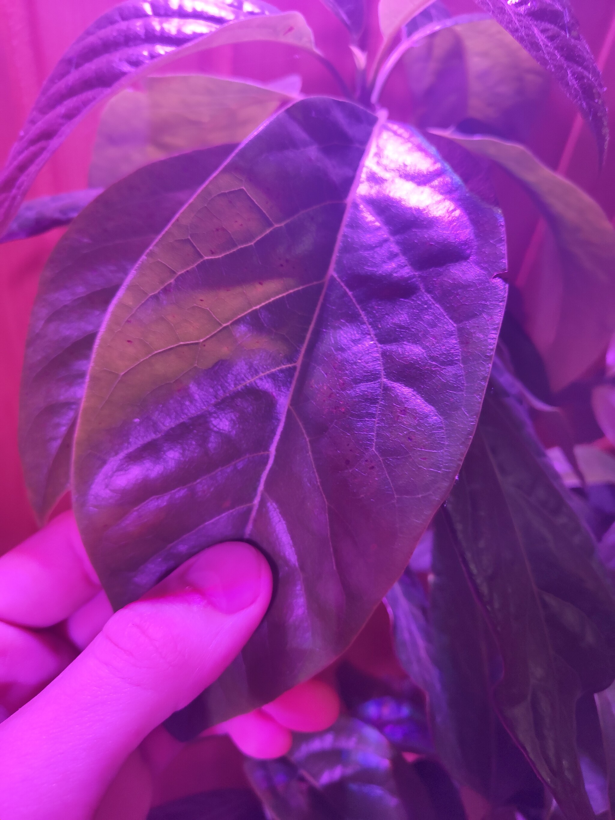 Continuation of the post Avocado at home - My, Avocado, Houseplants, Reply to post, Longpost