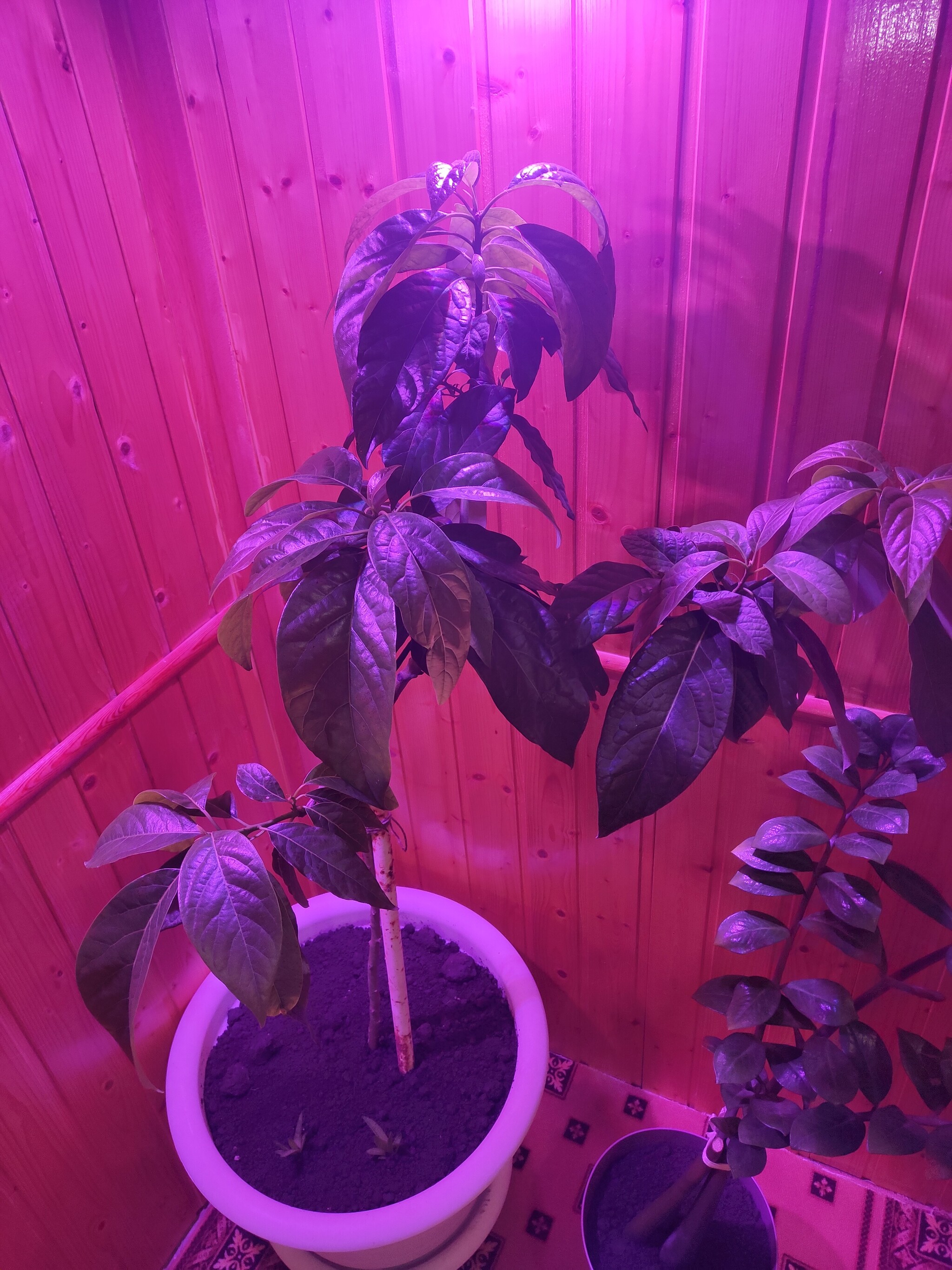 Continuation of the post Avocado at home - My, Avocado, Houseplants, Reply to post, Longpost