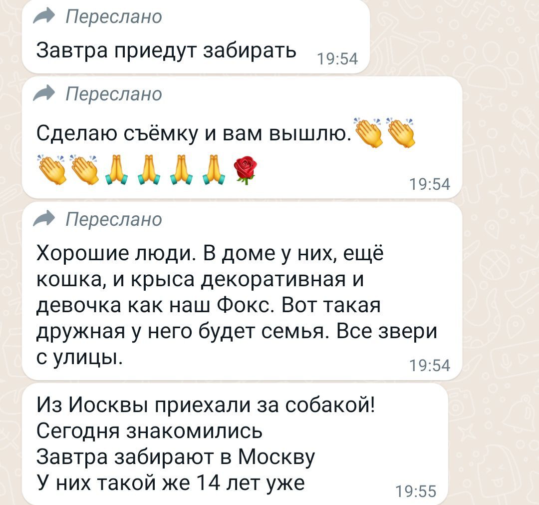 Продолжение поста «Щенку джеку-рассела очень нужен дом. Внуки подарили  бабушке. Она не справляется. СПБ.и ЛО. Колпино» | Пикабу