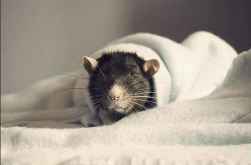 Sleep already - Decorative rats, Rat