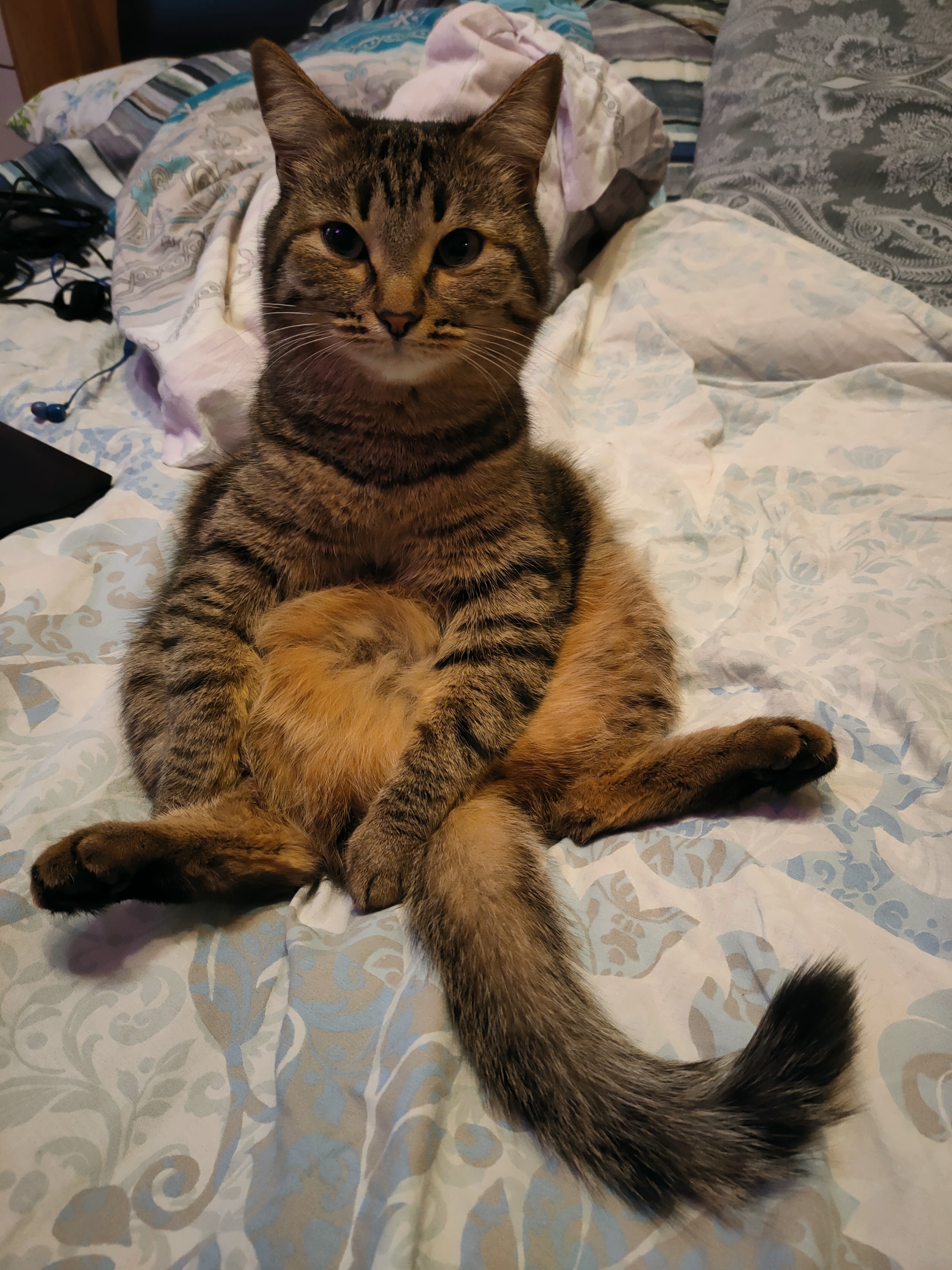 Our cat sits and sometimes sleeps like this - My, cat, Sits well, Longpost