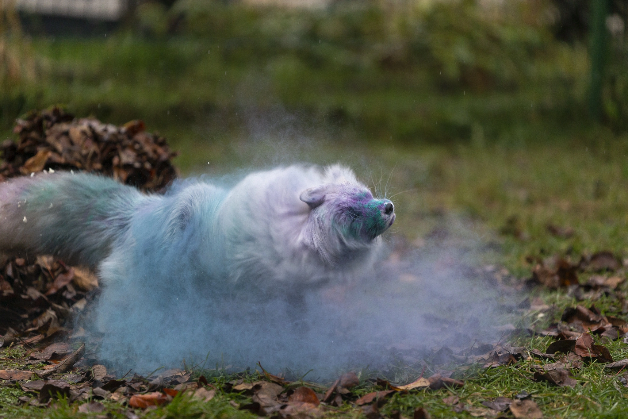 fluffy cloud - My, Pets, Moscow, Animals, Fox