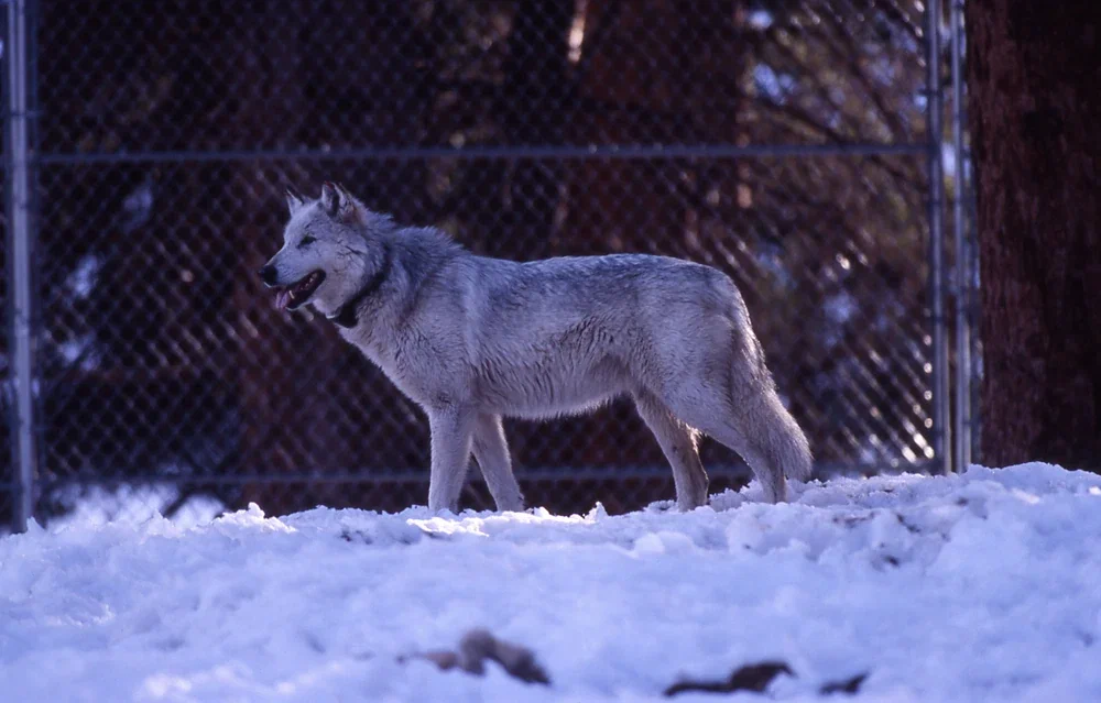 Pack of Druids: The life path of the largest pack of wolves on the planet. 37 predators in one group! Politics and intrigue. Everything is like people - Wolf, Animal book, Yandex Zen, Flock, Longpost