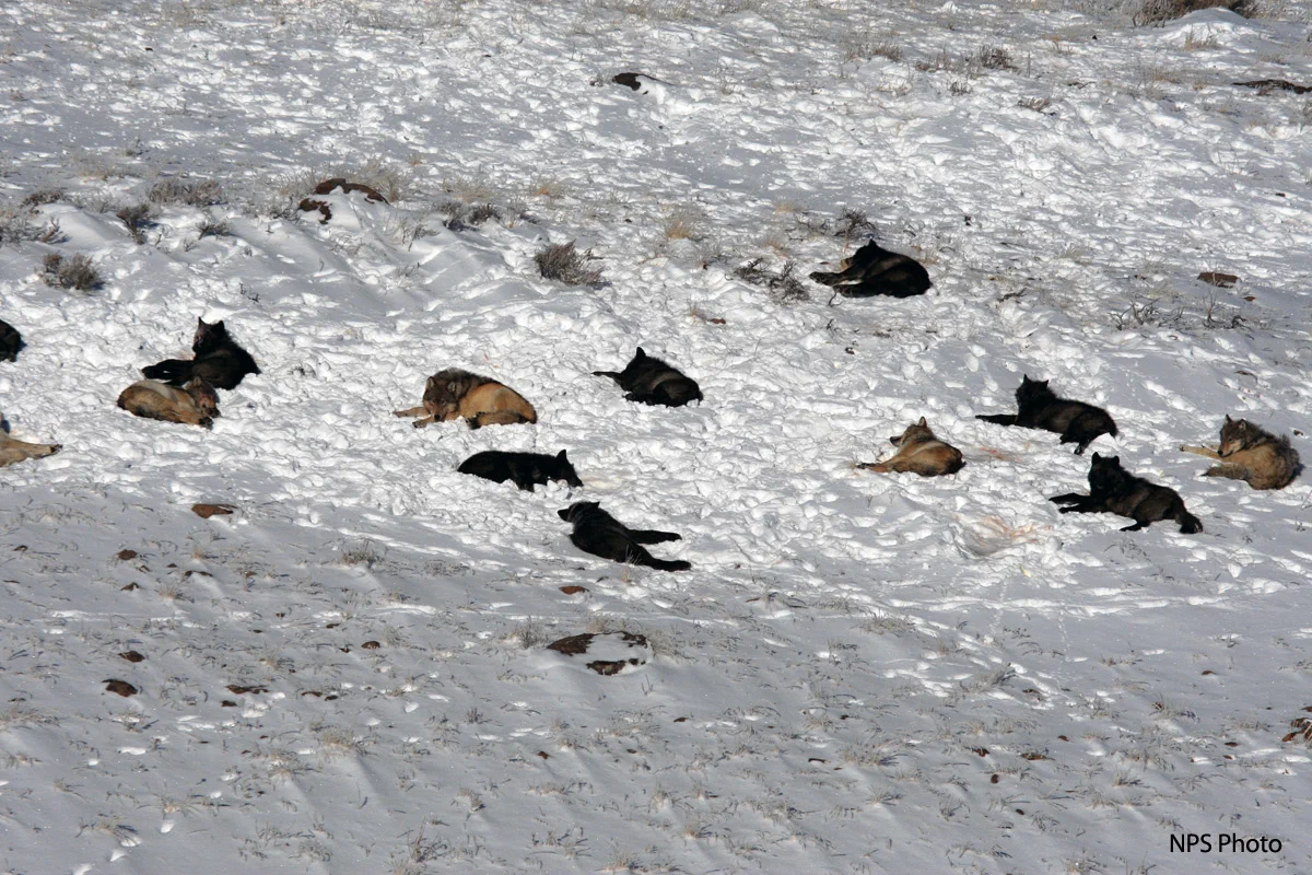 Pack of Druids: The life path of the largest pack of wolves on the planet. 37 predators in one group! Politics and intrigue. Everything is like people - Wolf, Animal book, Yandex Zen, Flock, Longpost