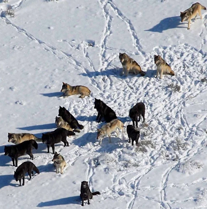 Pack of Druids: The life path of the largest pack of wolves on the planet. 37 predators in one group! Politics and intrigue. Everything is like people - Wolf, Animal book, Yandex Zen, Flock, Longpost