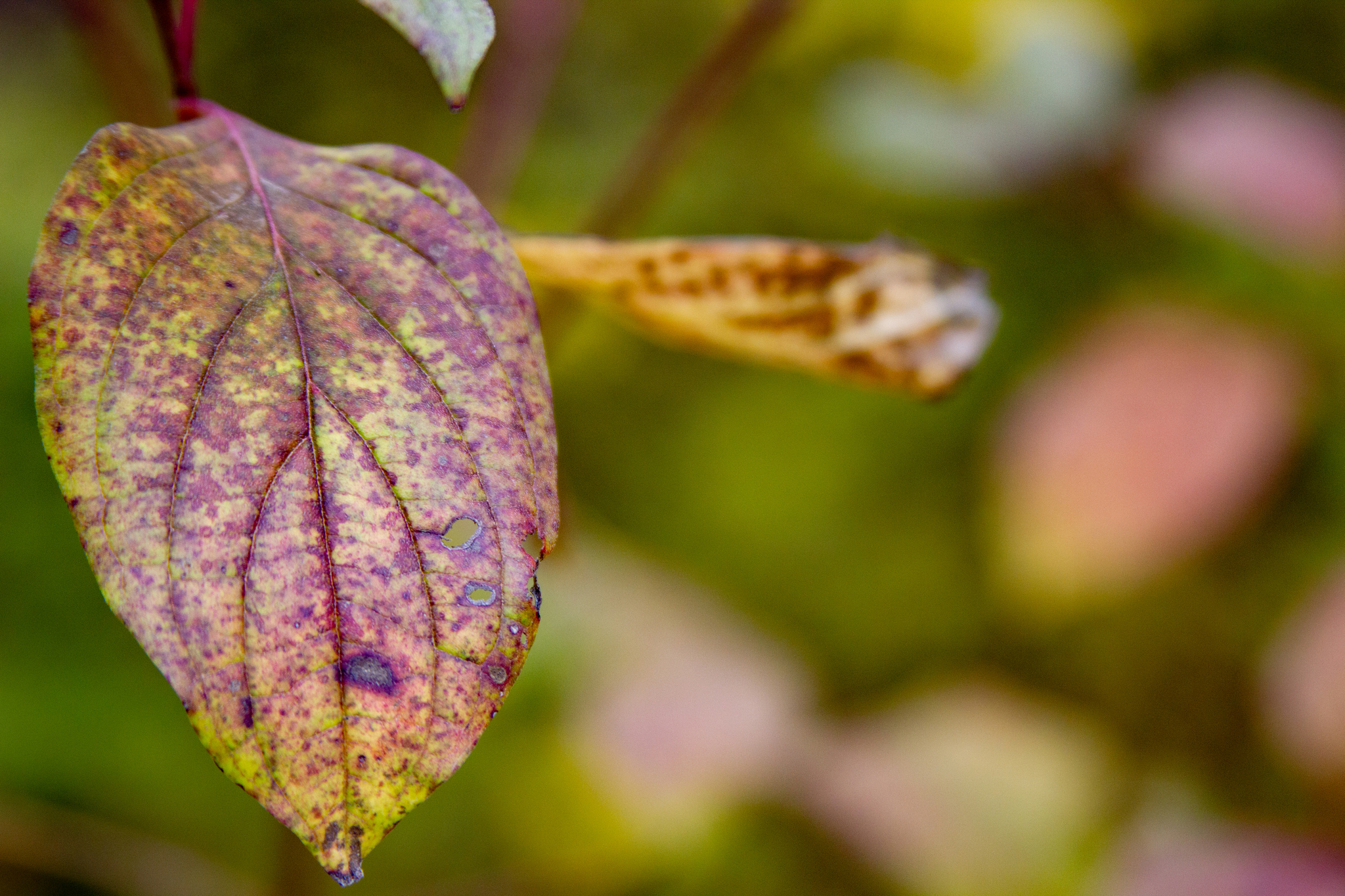 autumn hike - My, Grape, Vineyard, Novorossiysk, Abrau-Durso, Landscape, The photo, Rose hip, Autumn, Longpost