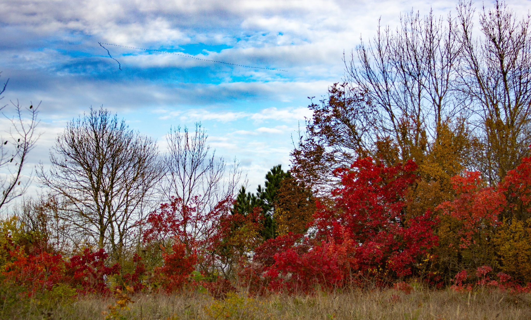 autumn hike - My, Grape, Vineyard, Novorossiysk, Abrau-Durso, Landscape, The photo, Rose hip, Autumn, Longpost