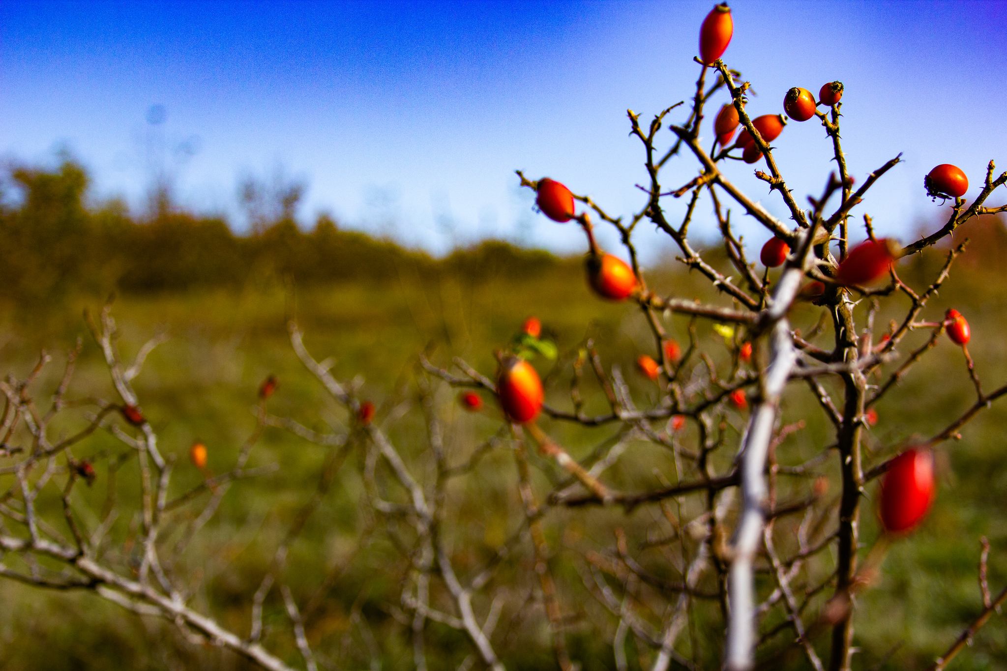 autumn hike - My, Grape, Vineyard, Novorossiysk, Abrau-Durso, Landscape, The photo, Rose hip, Autumn, Longpost