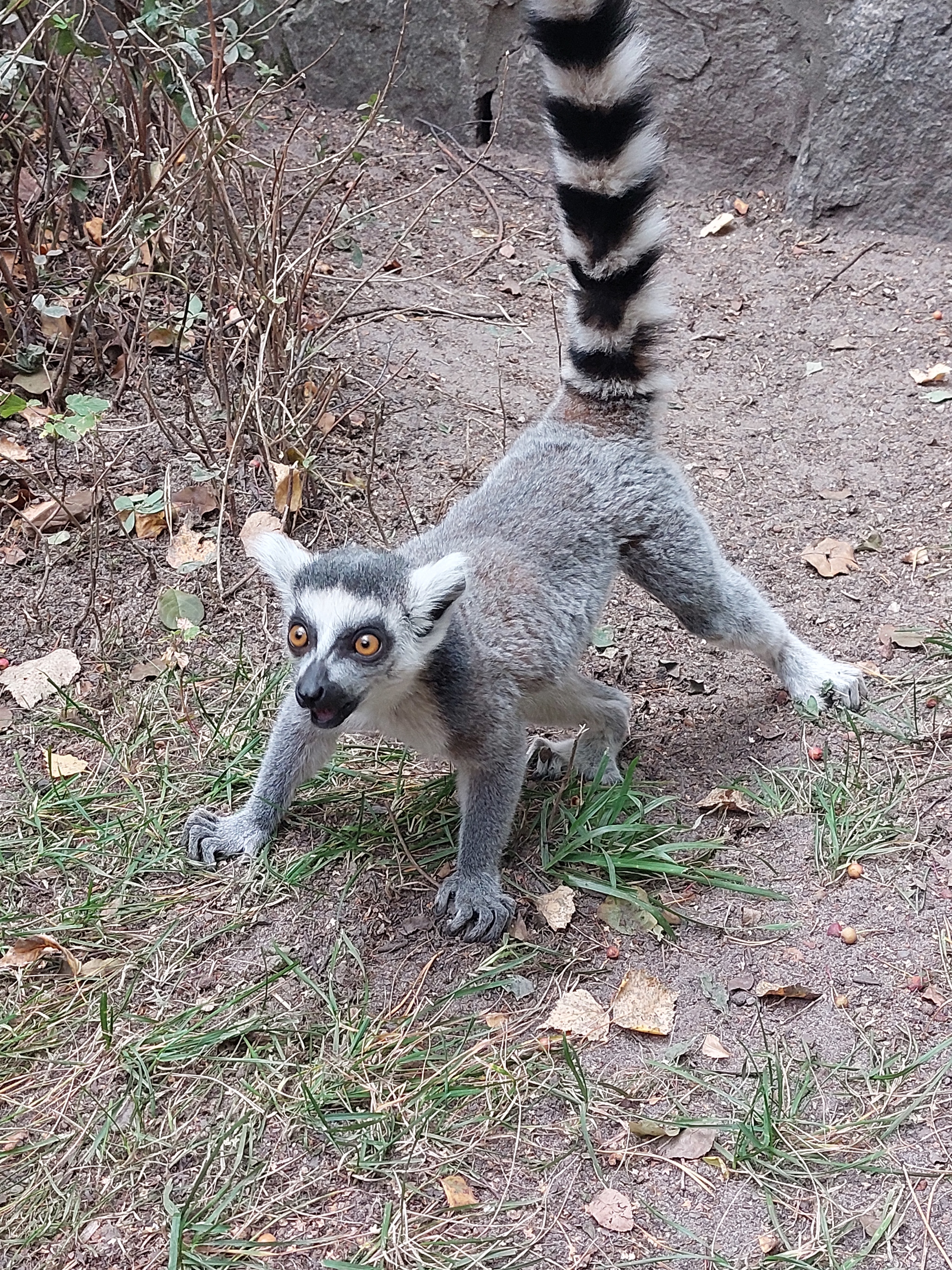 The escape - My, Lemur, Milota, Novosibirsk Zoo, The escape, Video, Vertical video, Longpost