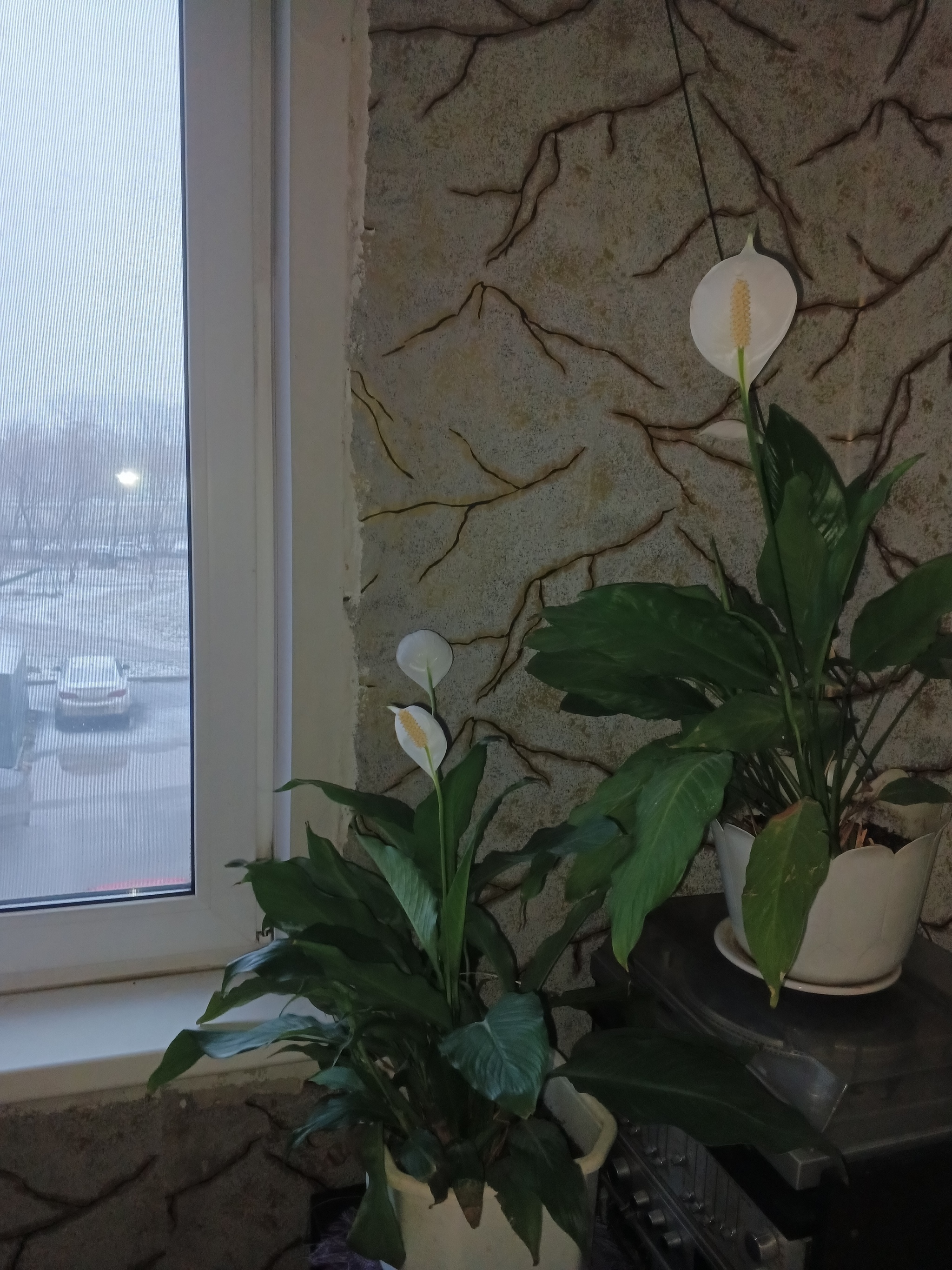 It's summer now? Yes, it's time! - My, Humor, Flowers, Longpost, Spathiphyllum, Bloom