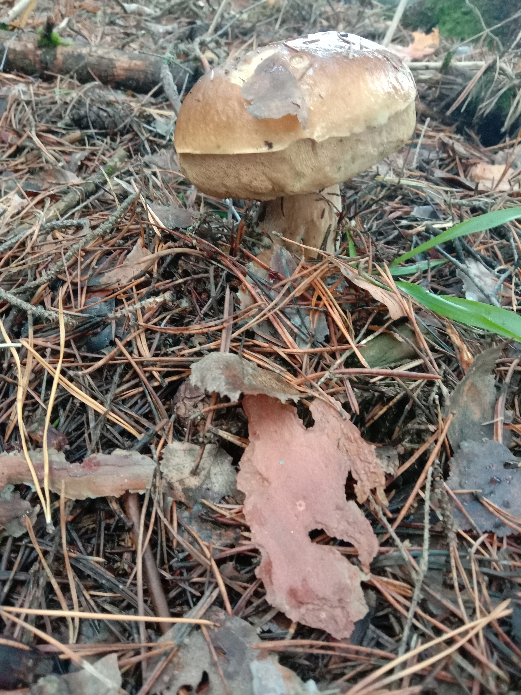 November whites 2 - My, Forest, Mushrooms, November, Nature, Mobile photography