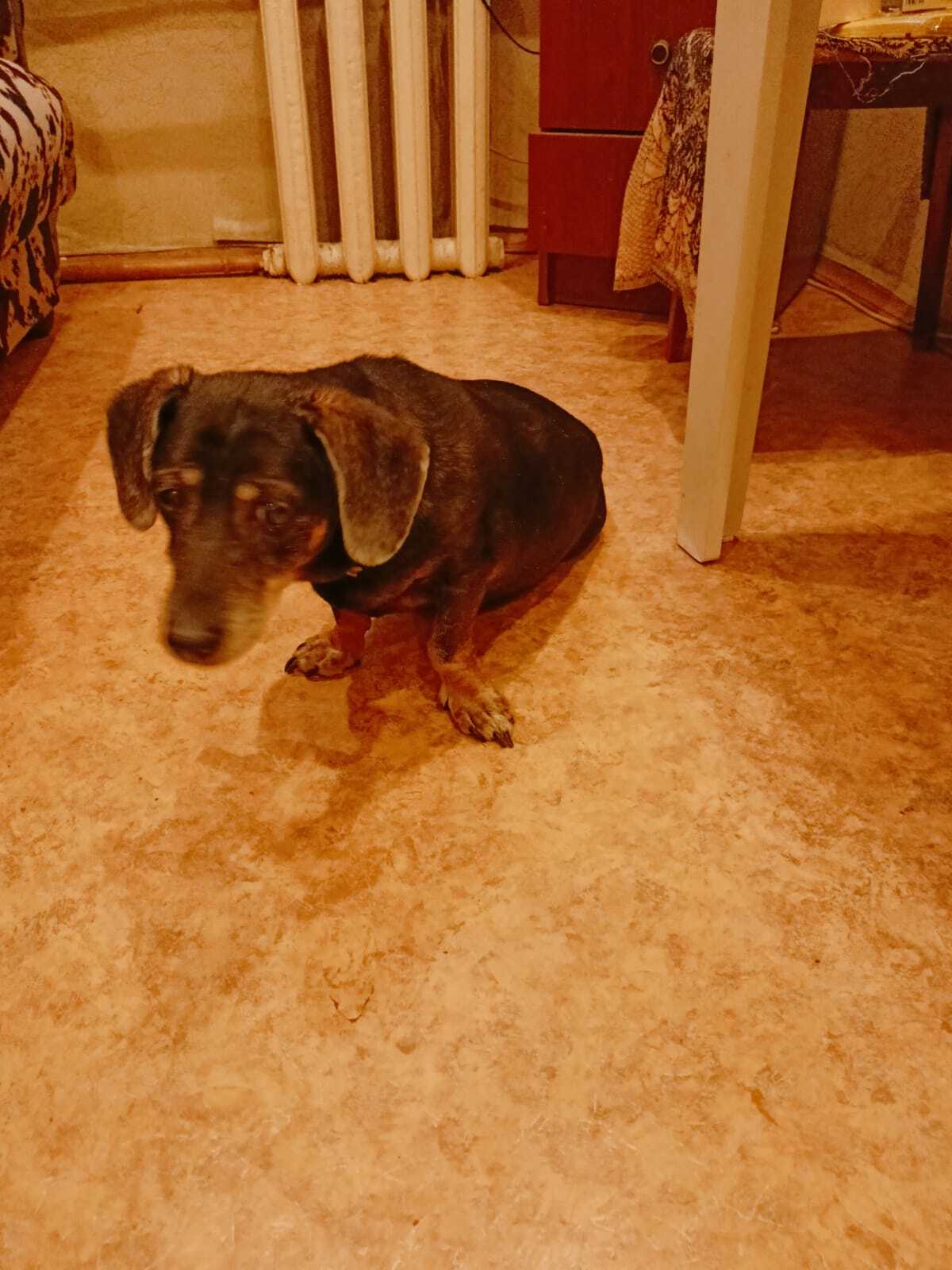 Power peekaboo help! Found old dachshund St. Petersburg - Lost, Saint Petersburg, Longpost, Dog, Found a dog, No rating, Dachshund, Animal Rescue