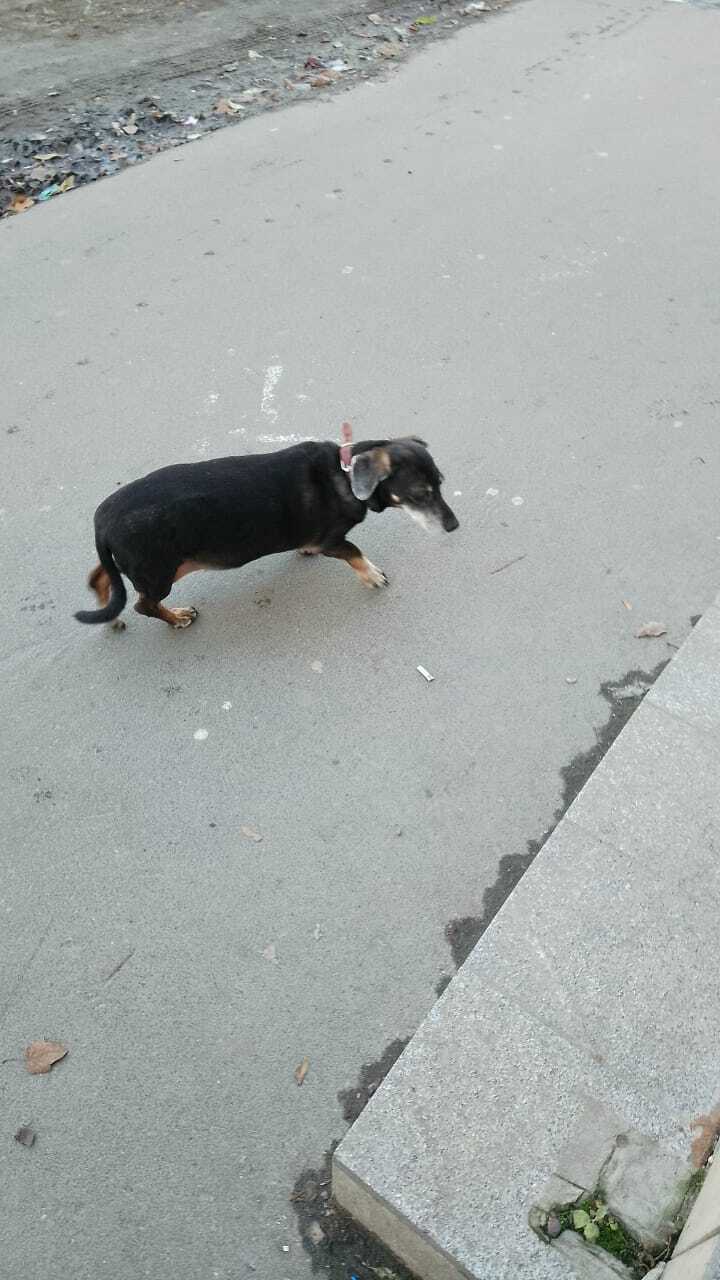 Power peekaboo help! Found old dachshund St. Petersburg - Lost, Saint Petersburg, Longpost, Dog, Found a dog, No rating, Dachshund, Animal Rescue