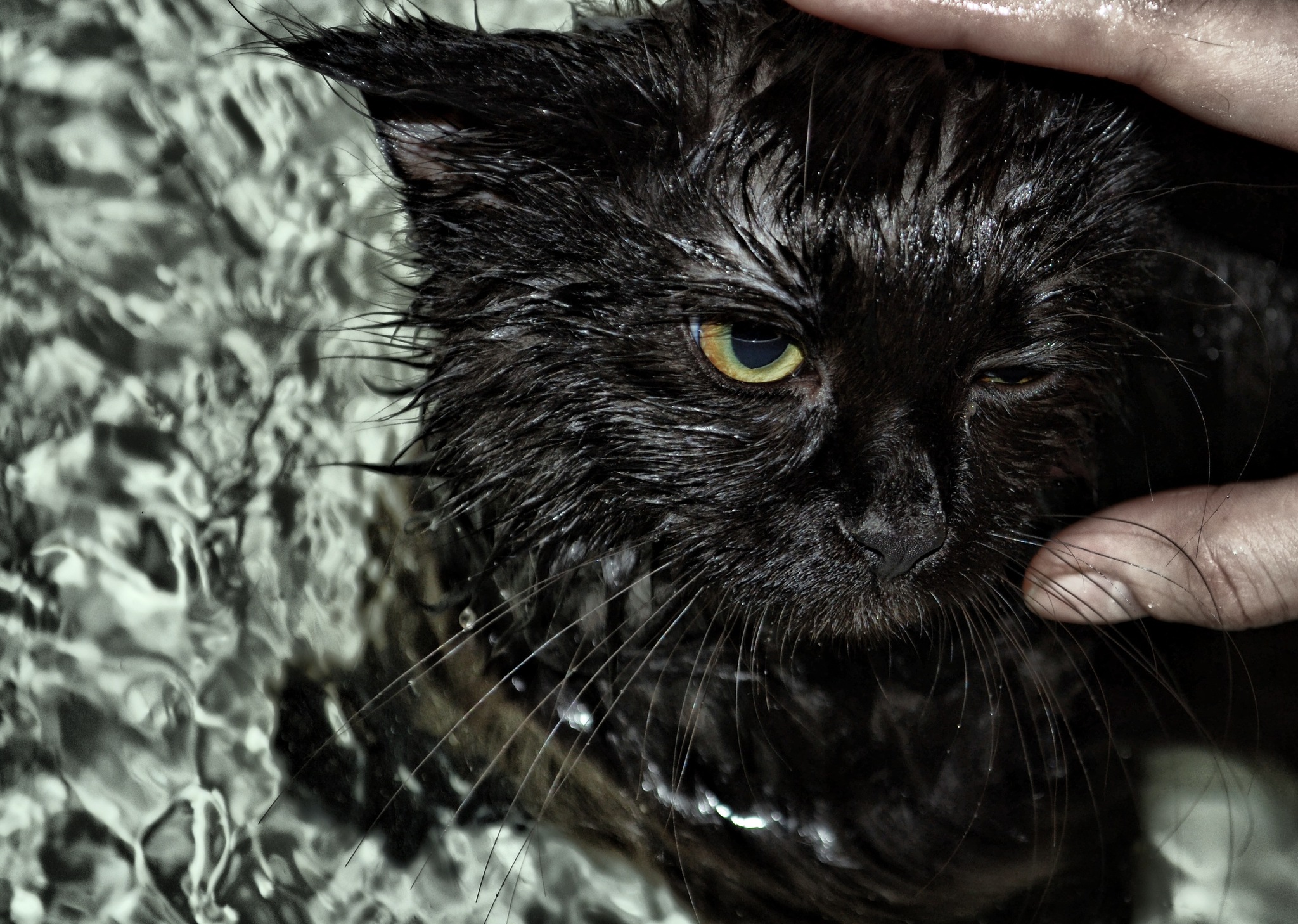 my ex cat - My, cat, Bathing, Black cat, Siberian cat