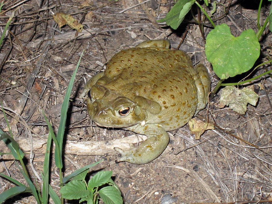 Americans warned not to lick Colorado toads - Toad, North America, USA, Poisonous animals, Hallucinogens, Amphibians, Wild animals, wildlife, Dangerous animals, Toxins, Harmful substances, Lick, Longpost