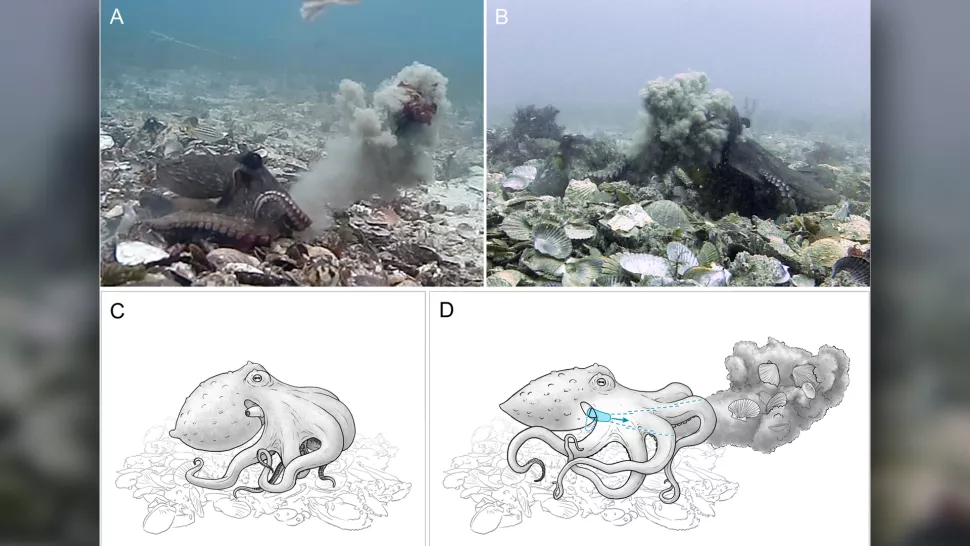 Octopuses use dirty tricks during fights - Octopus, Cephalopods, Marine life, Combat techniques, Australia, Wild animals, wildlife, New South Wales, Fight, Scientists, University, Anchorage, Alaska, USA, Informative, Research, Biologists, Video, Youtube, Longpost