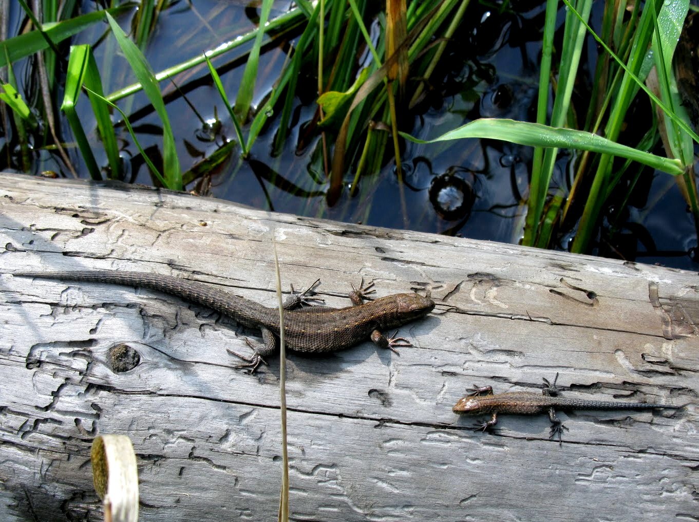 family - My, Travels, The photo, Zaonezhye, Lizard, Reptiles