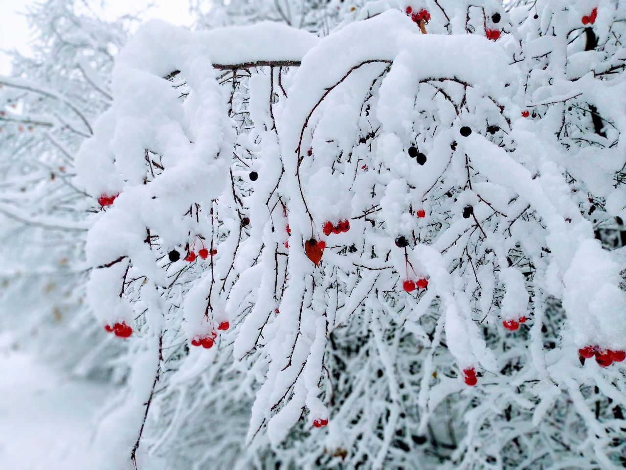 And here we are in Che today like this - My, Chelyabinsk, Winter, Mobile photography, Snow