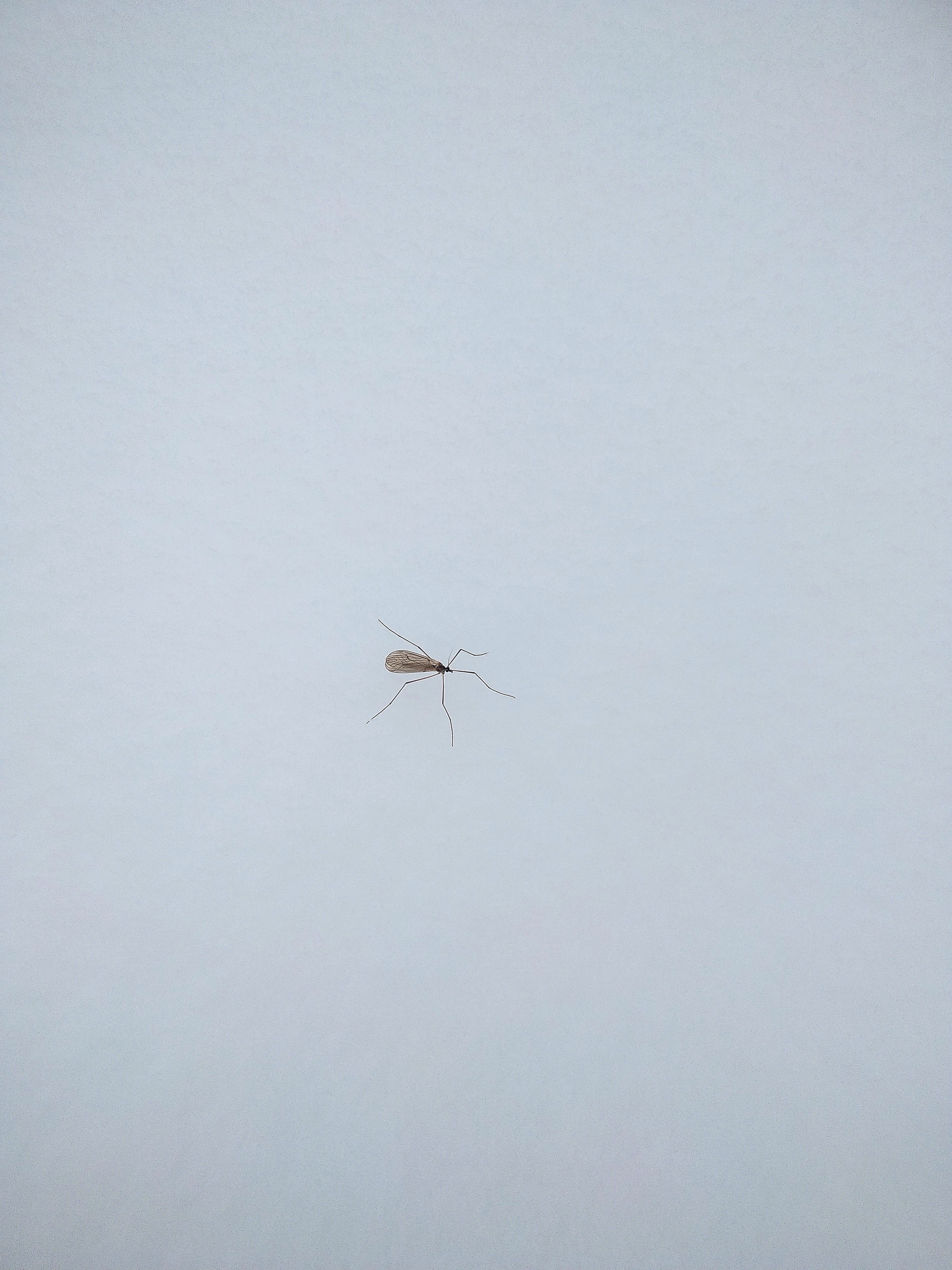 Winter mosquitoes... - My, Winter, Mosquitoes, Development, Nauchpop, Video, Longpost