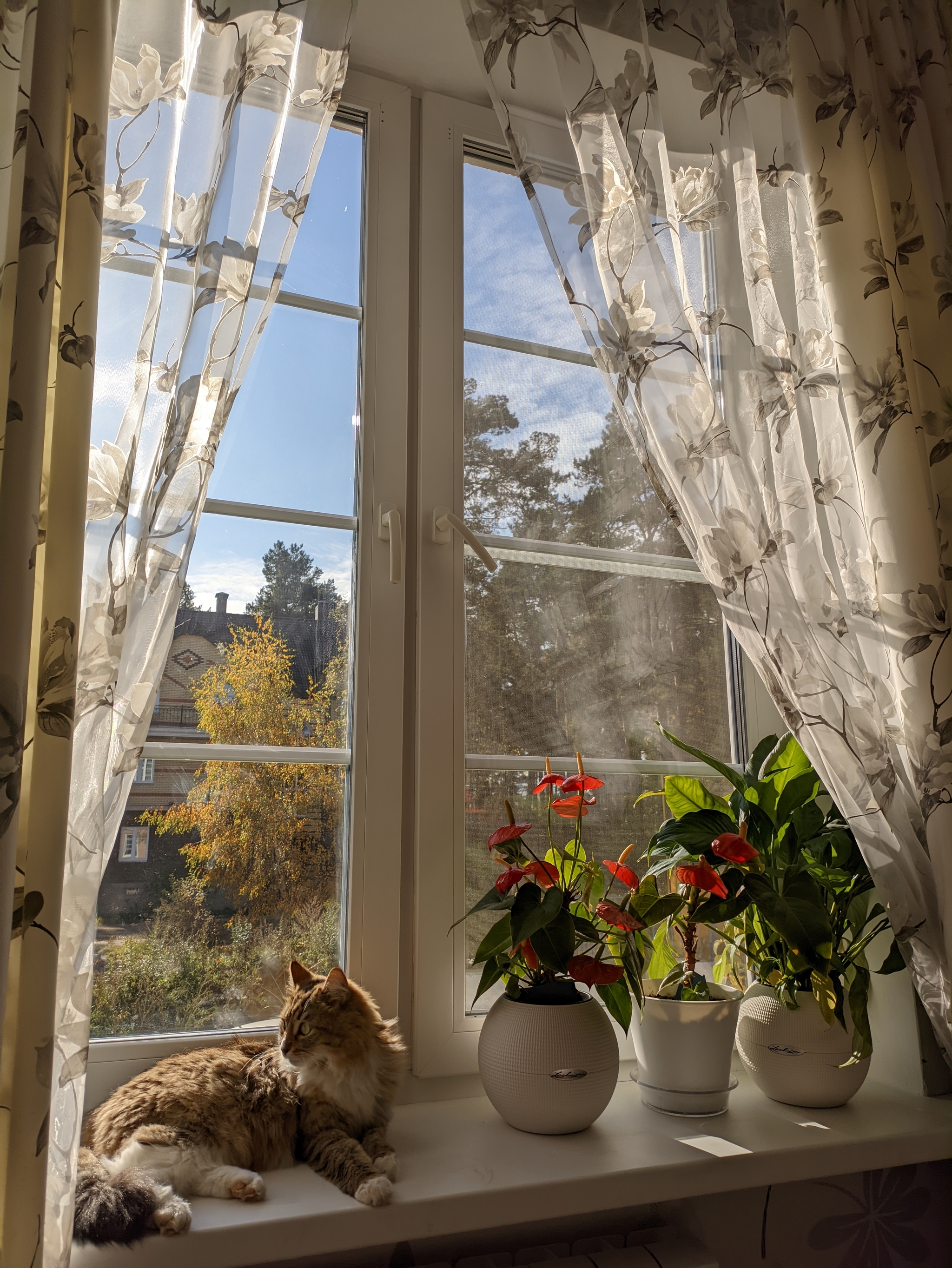 my window - My, cat, Window, Cosiness, The photo