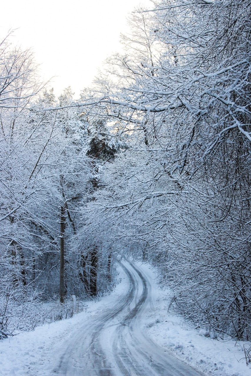 A week before the second - My, Life stories, Memories, Forest, Pine Forest, Longpost