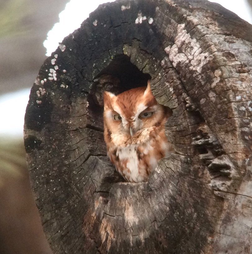 Who are you? I didn't call you! - Owl, Owl, The photo, Redheads