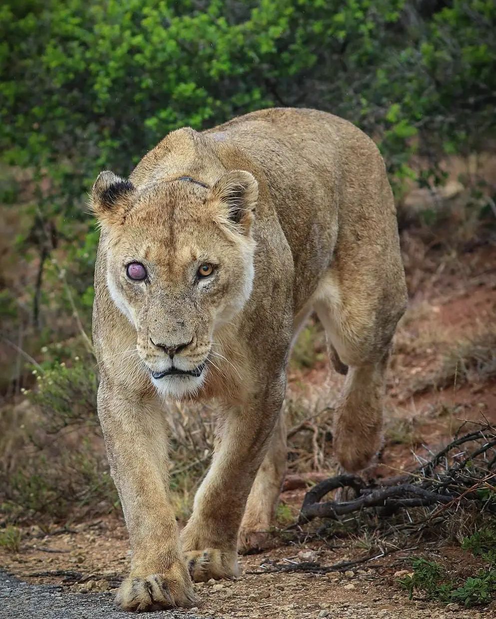 Veteran - Lioness, a lion, Rare view, Big cats, Predatory animals, Mammals, Animals, Wild animals, wildlife, Nature, National park, South Africa, The photo, One eyed