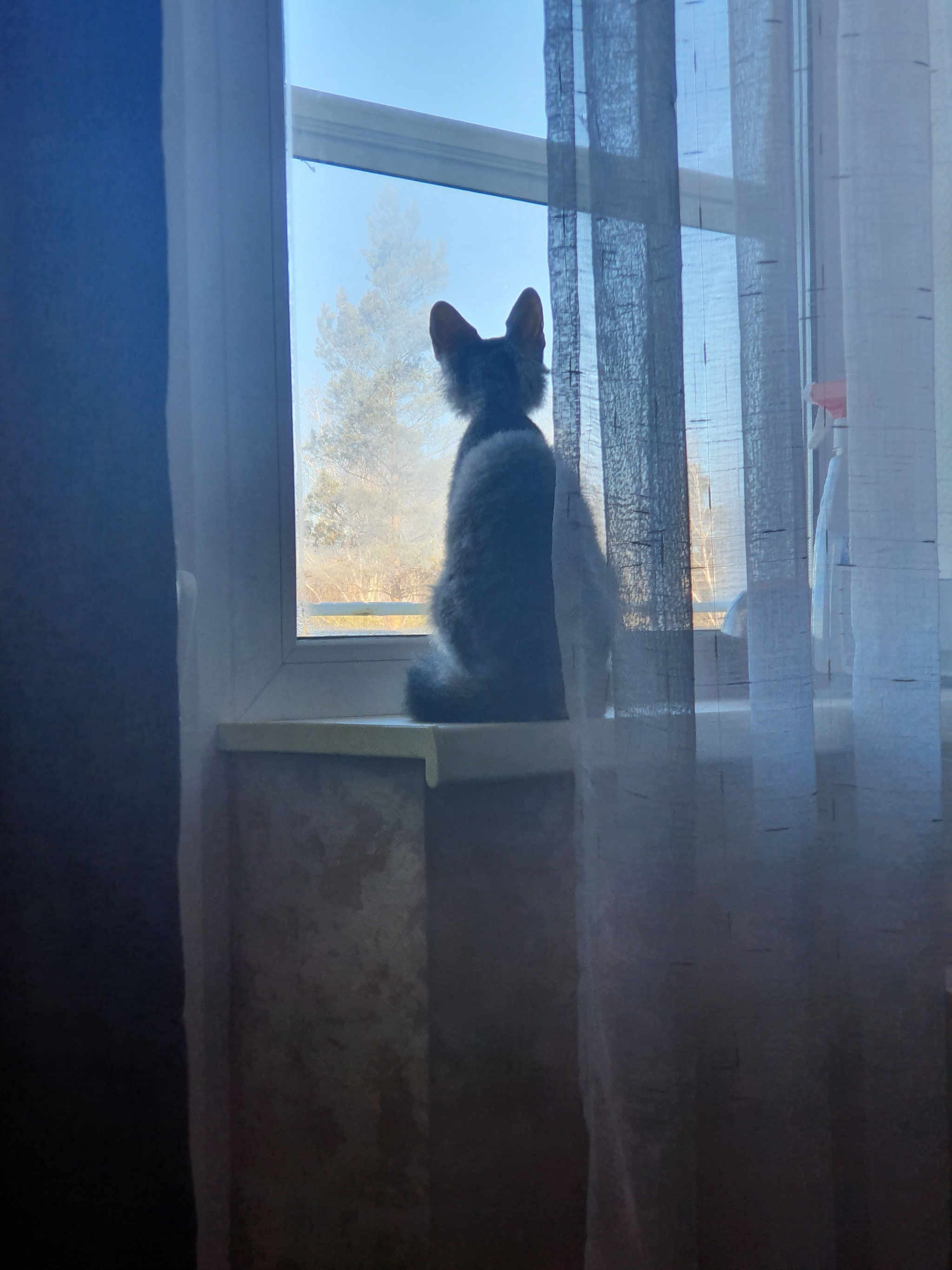 Your own TV - My, cat, Mobile photography, The photo, Window