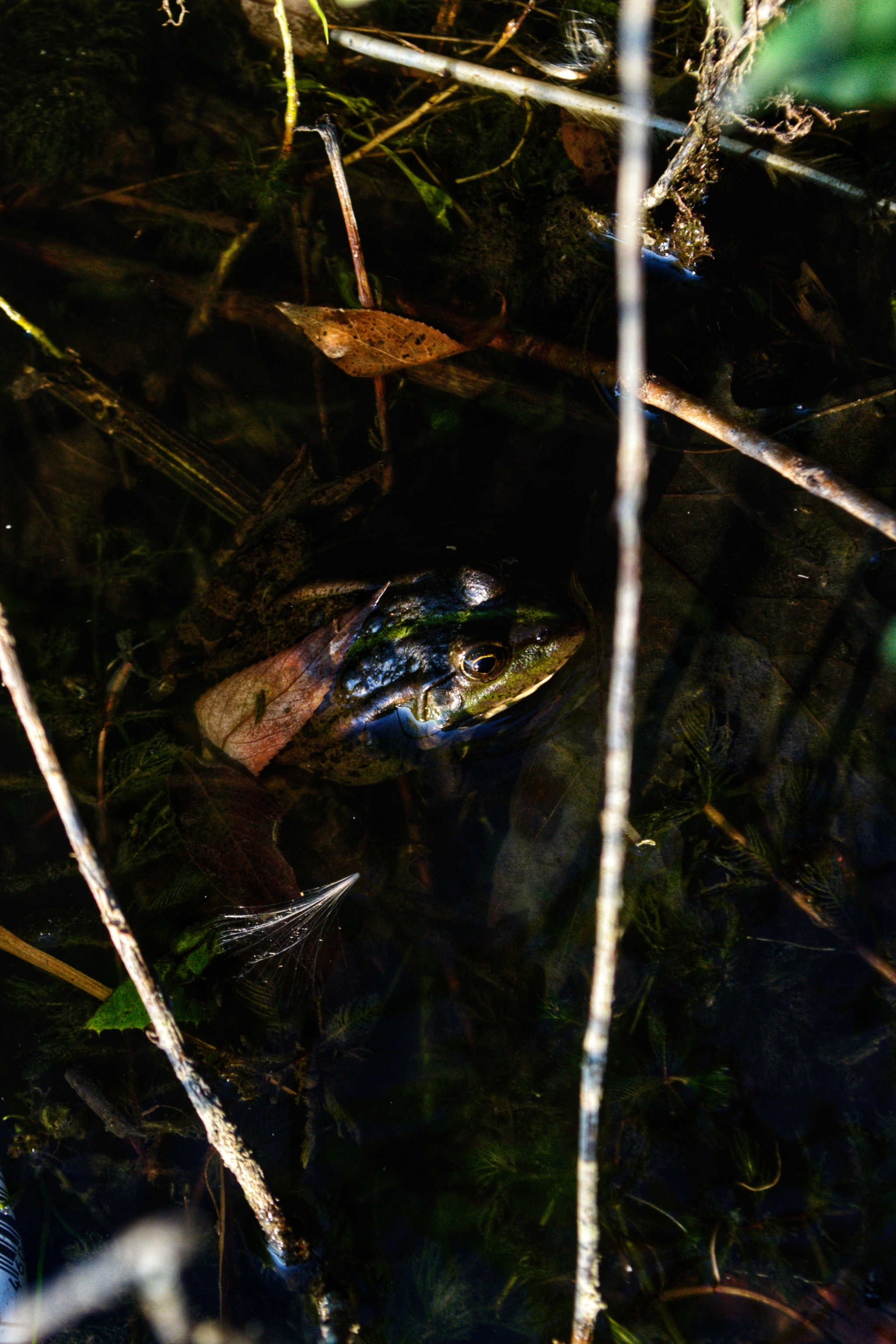 The frog is warming up - My, Frogs, The photo, Nature, Longpost