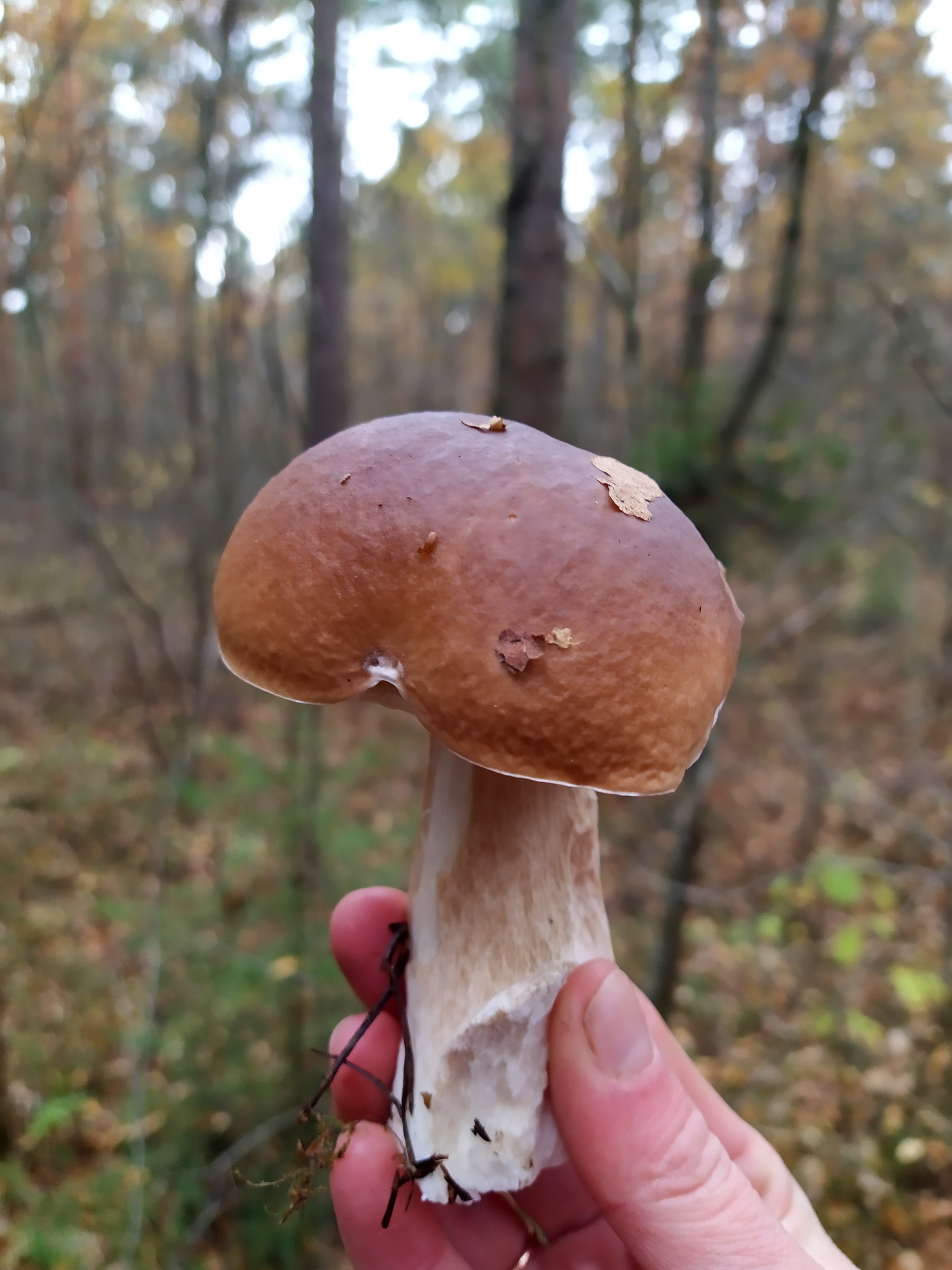 My mushroom season - 2022 - My, Autumn, Mushrooms, Silent hunt, Longpost