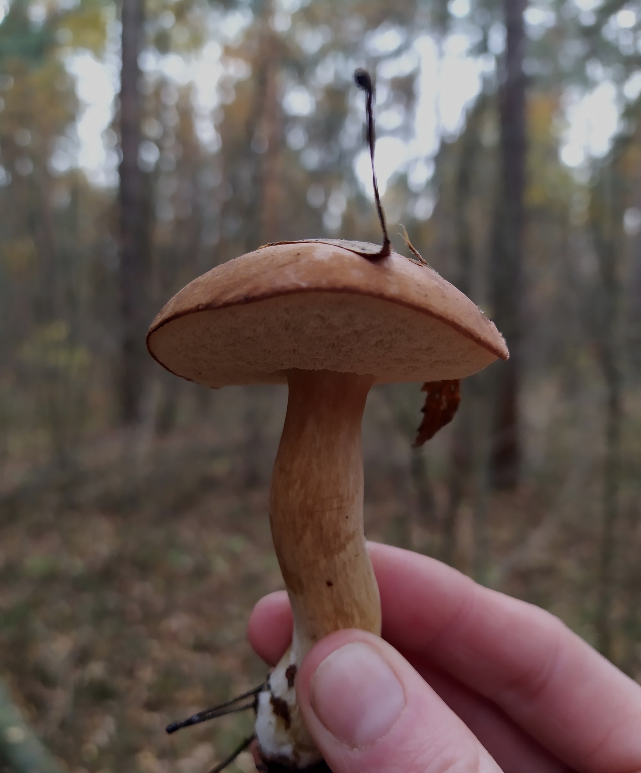 My mushroom season - 2022 - My, Autumn, Mushrooms, Silent hunt, Longpost