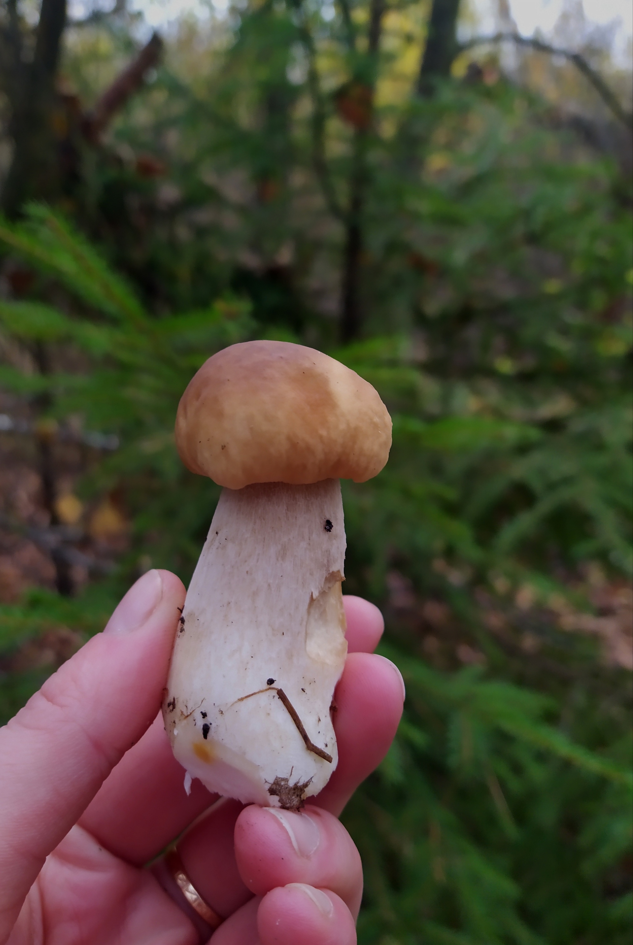 My mushroom season - 2022 - My, Autumn, Mushrooms, Silent hunt, Longpost