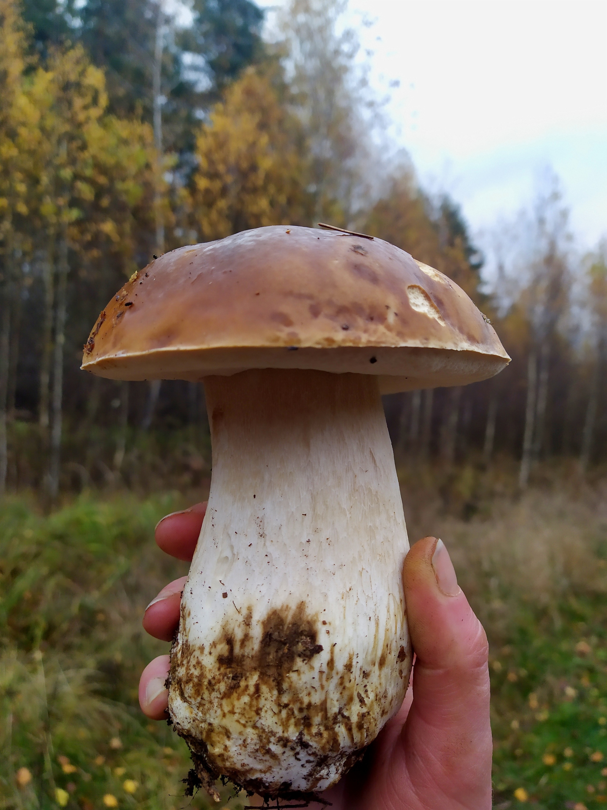 My mushroom season - 2022 - My, Autumn, Mushrooms, Silent hunt, Longpost